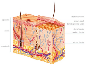 Querschnitt der Haut